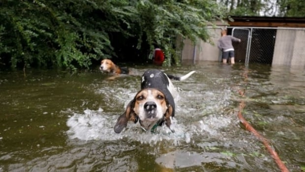 (Video) El rescate de seis perros que quedaron encerrados en una jaula inundada tras el paso del huracán Florence