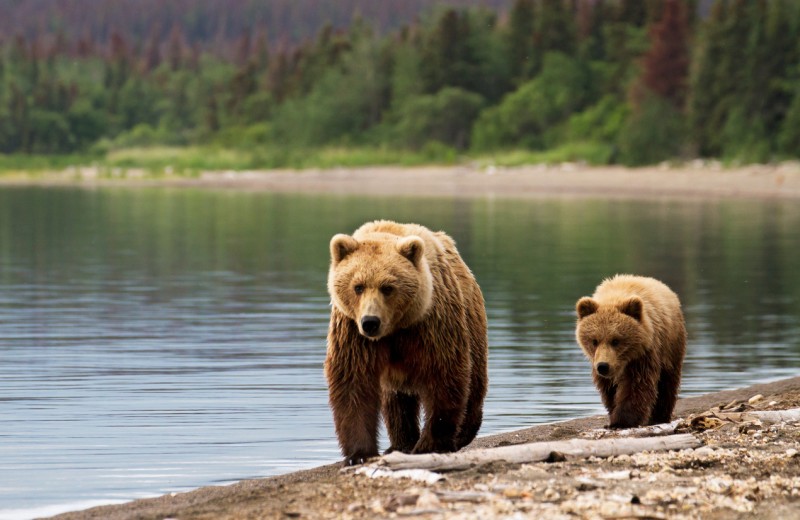Un juez restaura las protecciones federales al oso grizzly en Estados Unidos