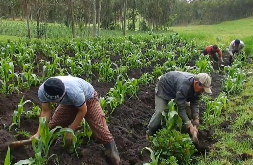 ACNUR propone a granjeros dar trabajo a campesinos centroamericanos