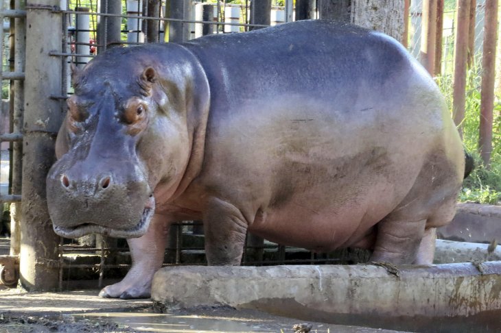 (Fotos) Veterinarios buscan salvar un zoológico incautado a narcotraficantes