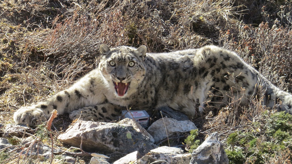 (Video) Una leoparda acaba con el feroz combate entre dos machos