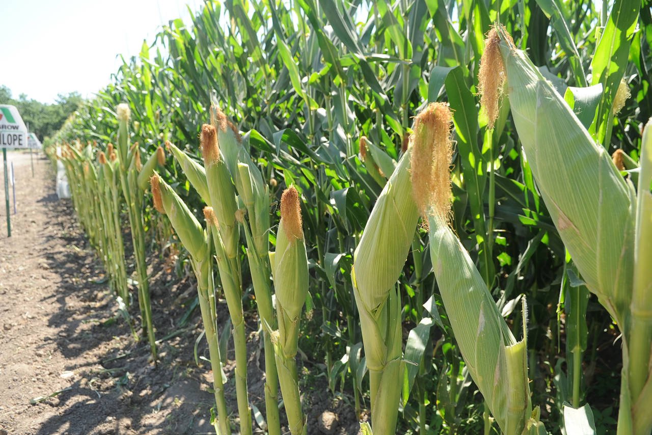 Hallan siembras ilegales de maíz y soya transgénicos en Campeche