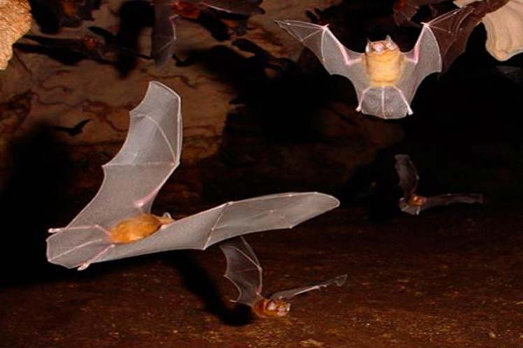Descubren nueva distribución de murciélagos en zona oriental de Cuba