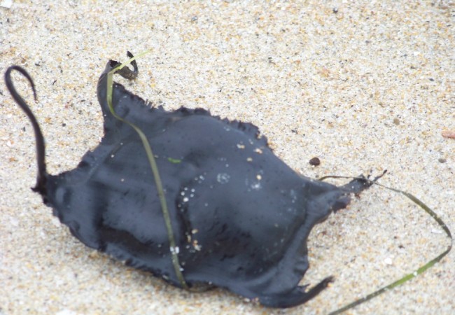 (Video) Aparecen misteriosos monederos de sirena en las playas