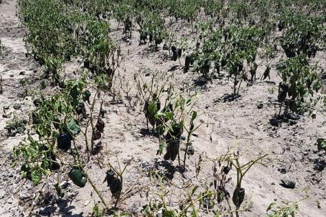 Indemnizan a campesinos mexicanos con dos millones de dólares por daños a cultivos
