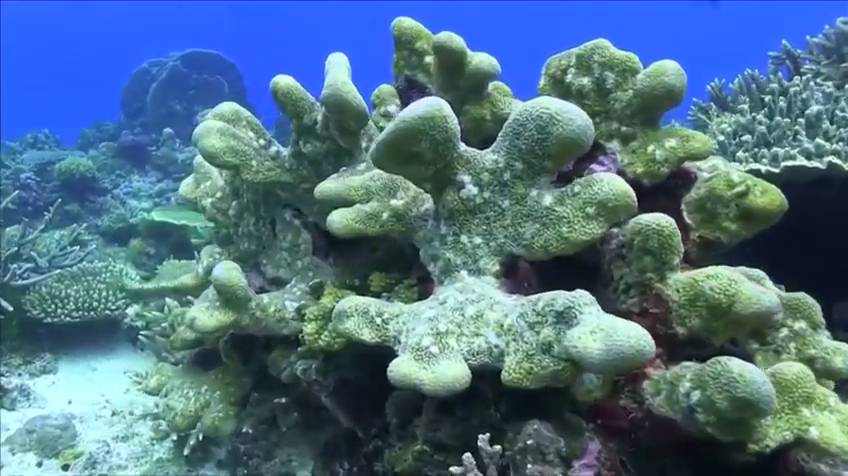 Cambio climático: Arrecifes de coral en peligro por incremento de tormentas tropicales