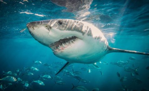 tiburones
