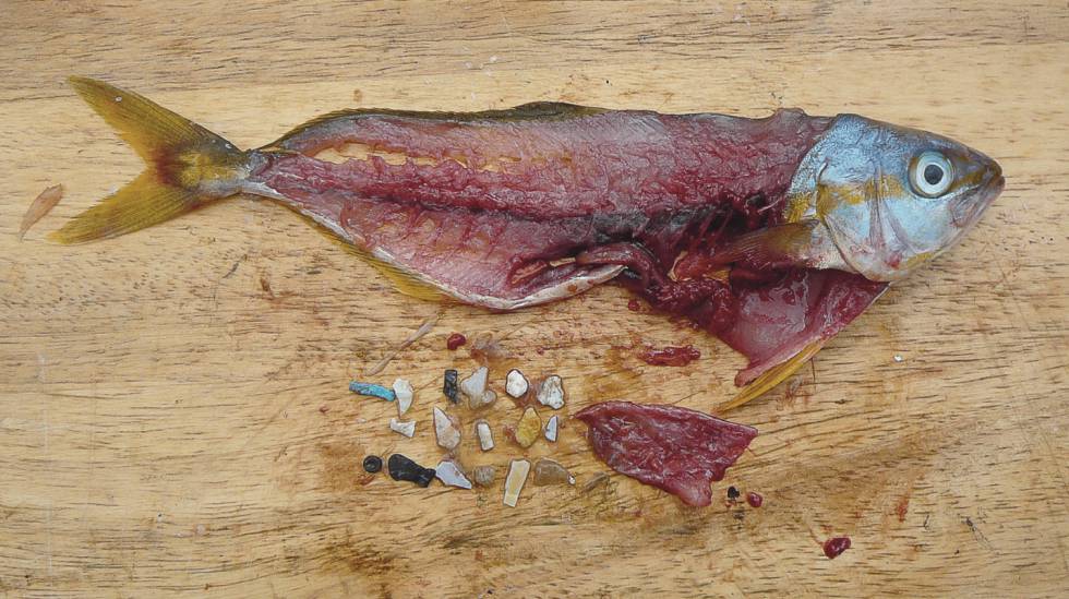 Hallan microplásticos dentro de los peces del Golfo de México