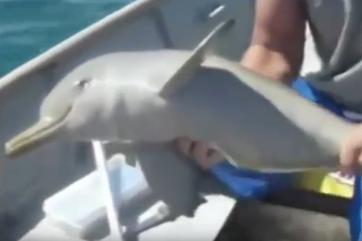(Video) Pescadores socorren a bebé delfín atrapado en una bolsa plástica