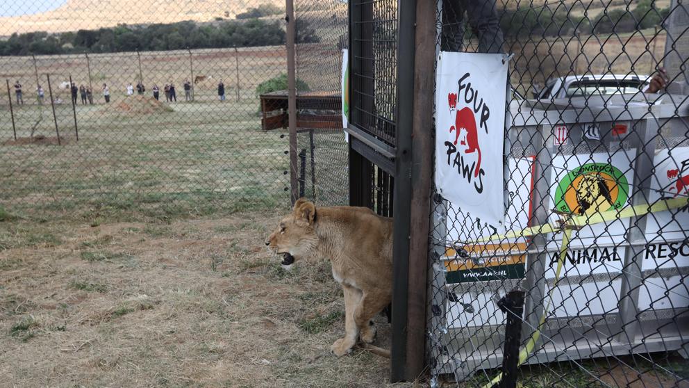 Dos leones son rescatados de Siria y liberados en un santuario sudafricano