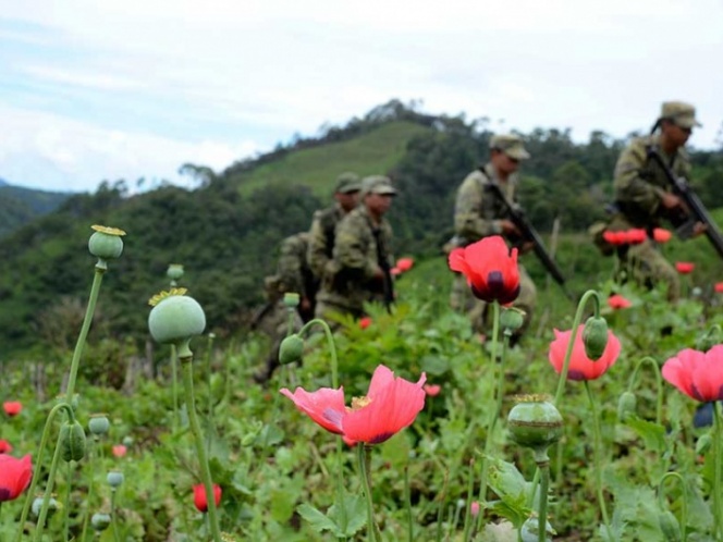 Senadores del PRI proponen despenalizar el cultivo de amapola