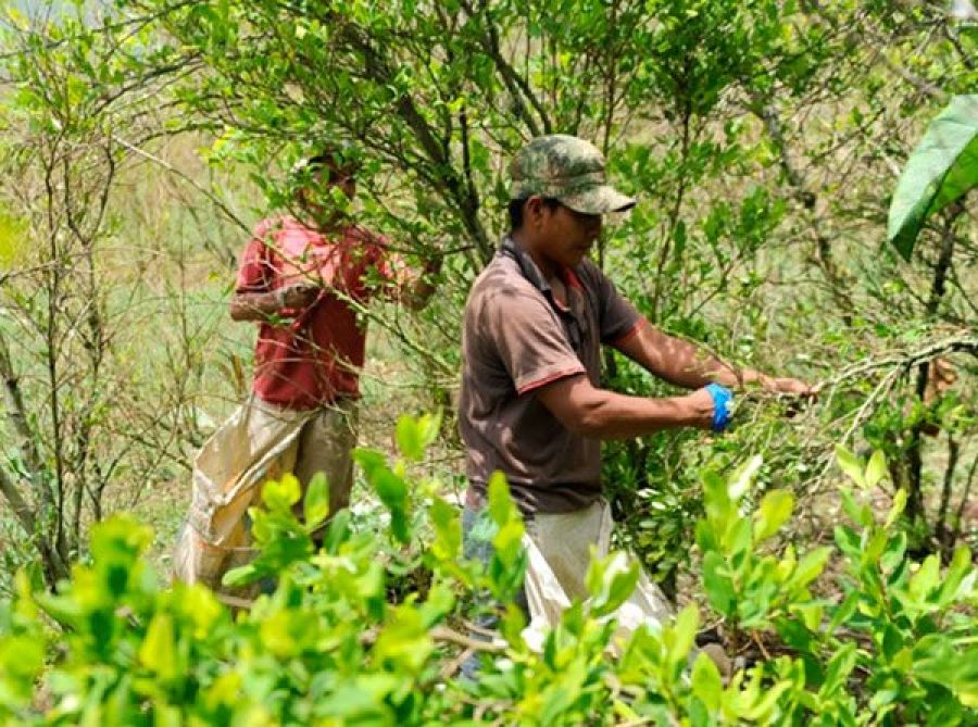 (Video) Aumentan amenazas a campesinos del Catatumbo por sustitución de cultivos ilícitos