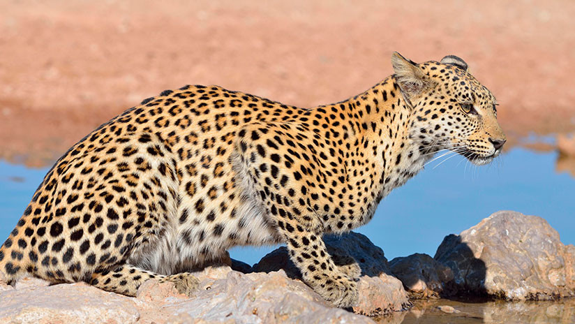 (+Vídeo) Un hombre que quiso salvar la vida de un leopardo fue a parar a un hospital