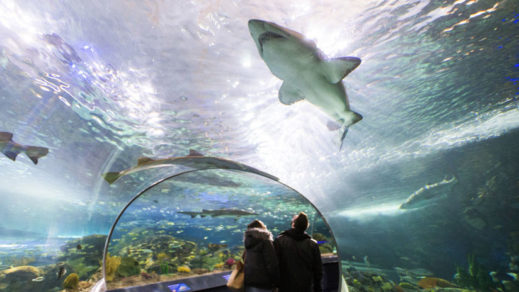 tiburones
