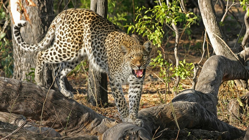 (Video) Enfrentamiento entre dos leopardos cobra la vida del menos veterano