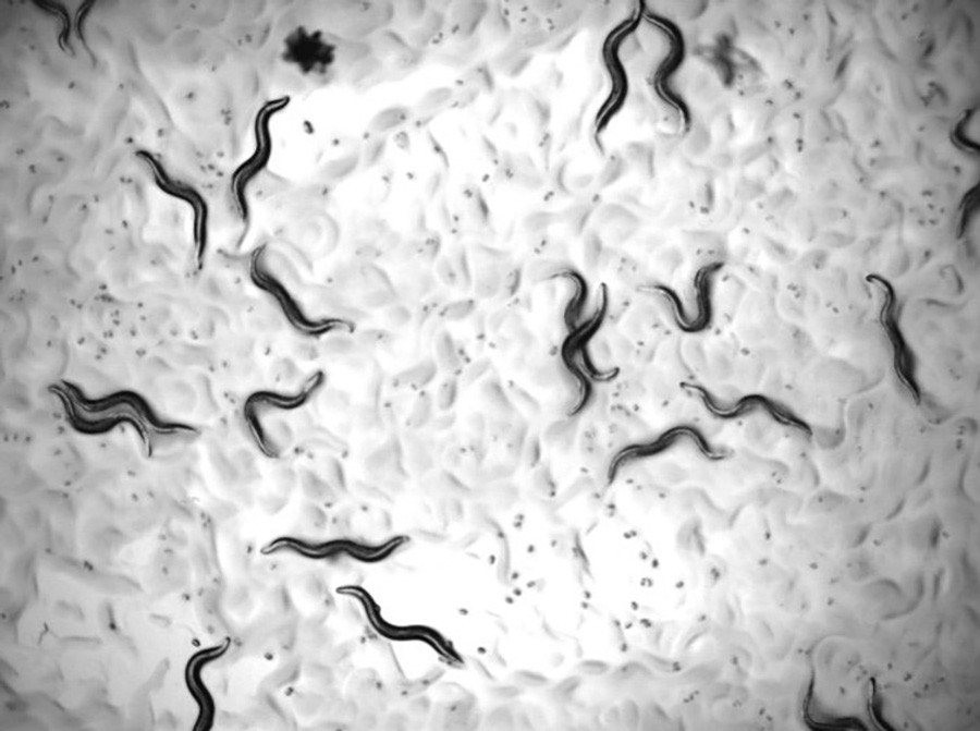 Científicos descubren fármacos que alargaron la vida en gusanos