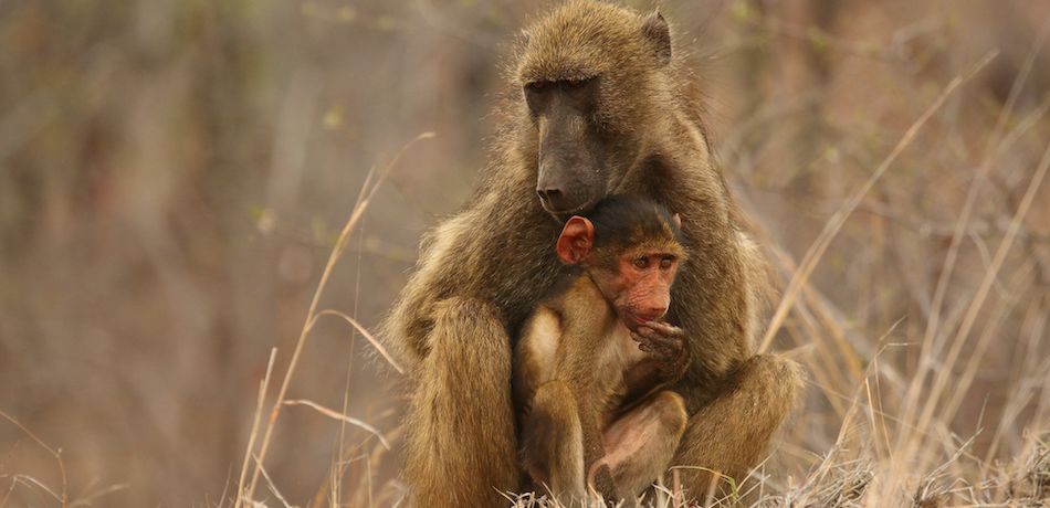 Un inhumano «cuidador» de fauna mató a 14 animales salvajes