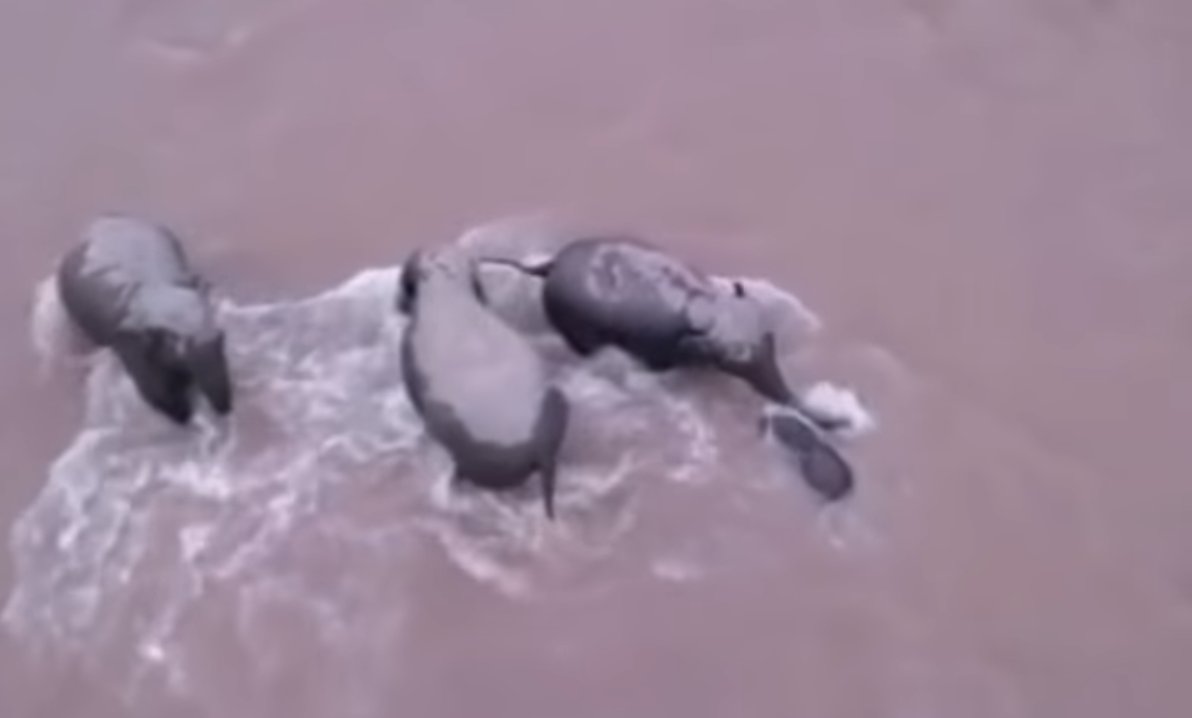 (Video) Emotivo: Tres elefantes rescatan a una cría arrastrada por un río