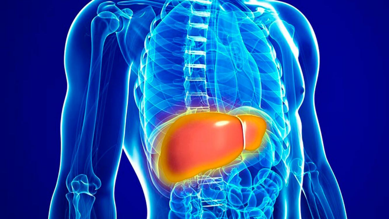 Hígado: el órgano más grande y pesado del cuerpo, conoce los hábitos para mantenerlo sano