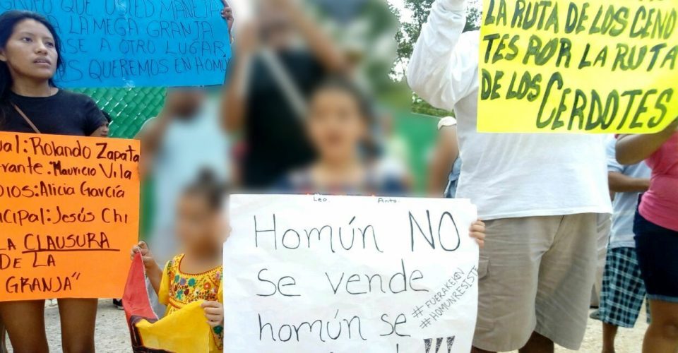 Niños mayas ganan la batalla a mega granja de cerdos en Yucatán