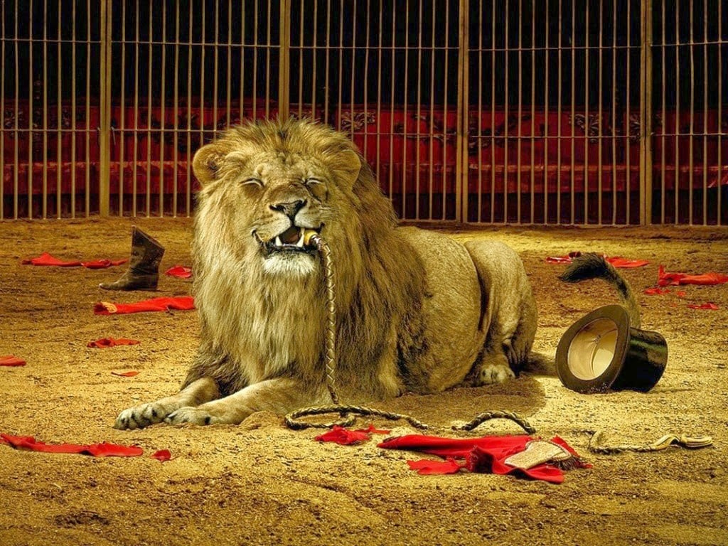 (Video) Una leona ataca en la cabeza a una niña de tres años en un circo