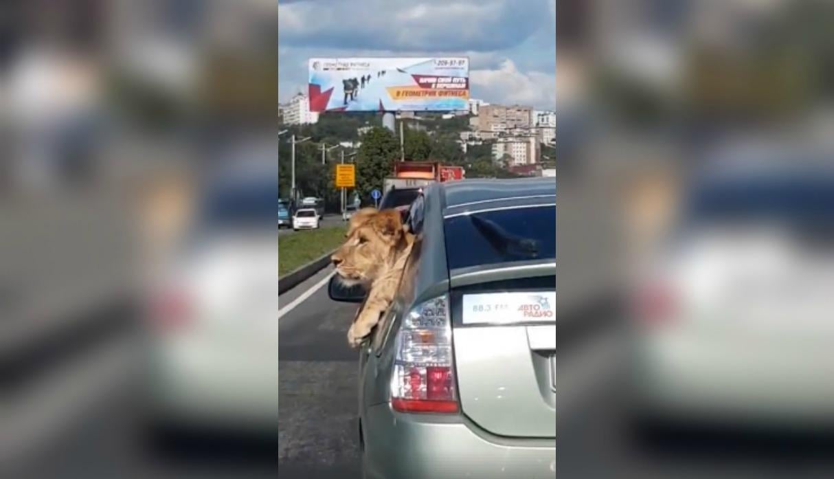León se volvió popular en las redes luego de asomar cabeza por la ventana de un carro (+Video y Foto)