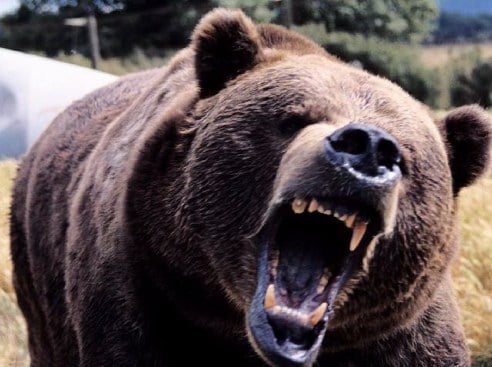 (Fotos) Un hombre se salva del ataque de un oso tras saltar por un acantilado