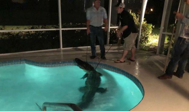 (Video) Caimán de 3 metros irrumpe en una casa y se mete a la piscina