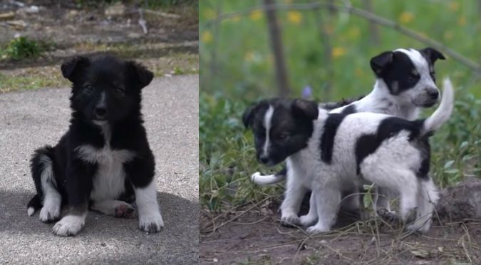 (+Videos) Alerta: Más de un millar de perros abandonados están en peligro radioactivo en Chernóbil