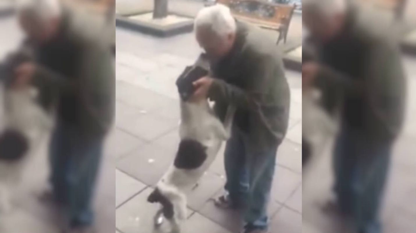 (Video) Conmovedor: Un perro entra en llanto al ver a su dueño después de 3 años