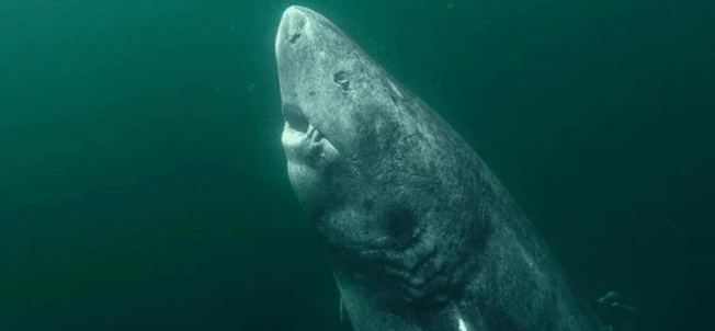 (Vídeo) ¡Sorprendente hallazgo! Pescadores capturan tiburón de más de 500 años