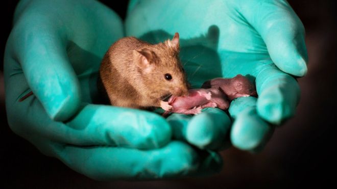 Ratones del mismo género tienen crías y rompen las reglas de reproducción