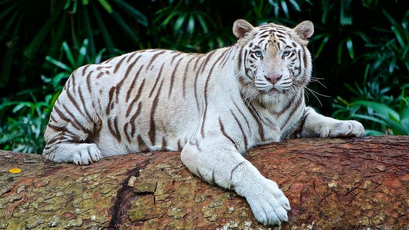 Tigre blanco mató a un empleado de un zoológico