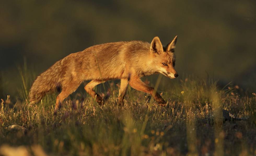 partido ecologista caza zorro