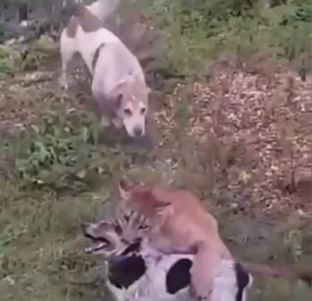 (Video) Se viraliza ataque de puma salvaje contra un indefenso perro