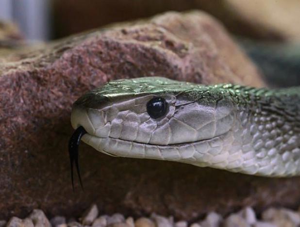 Crean antítodo con anticuerpos humanos para la serpiente más peligrosa del mundo