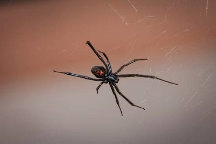 Las viudas negras tejen super telarañas con resistencia de acero