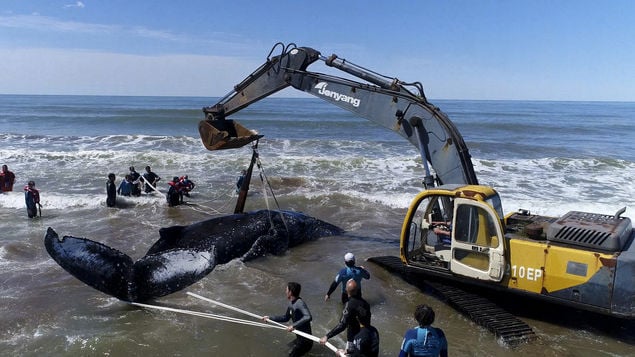(Video) El increíble rescate de una ballena encallada en Argentina