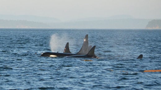 ¡Qué locura! Una mujer pide ayuda al 911 tras un encuentro con ballenas