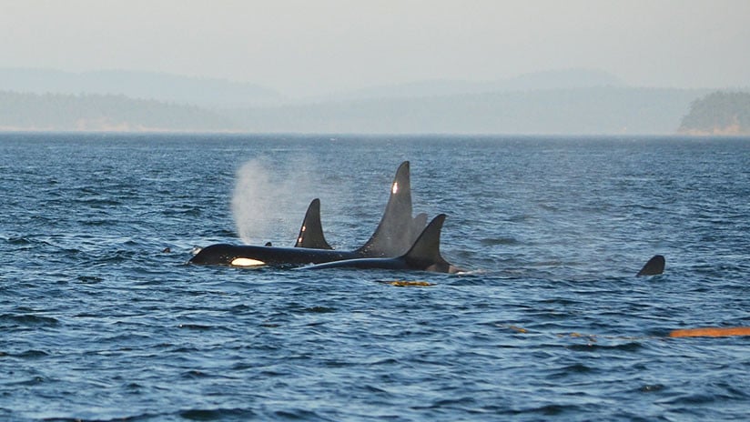 ¡Qué locura! Una mujer pide ayuda al 911 tras un encuentro con ballenas