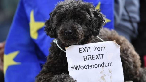 Londres: Perros se manifiestan contra el Brexit y piden un Wooferendum