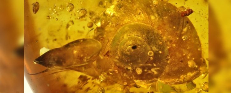 Hallan un caracol de 99 millones de años atrapado intacto en ámbar
