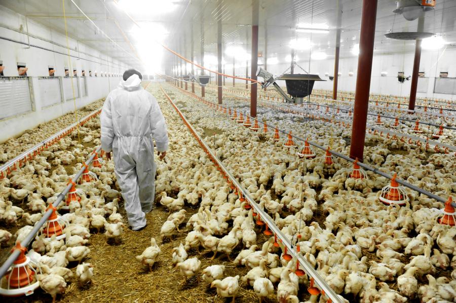 Detectan en China primer caso de gripe aviar H5N6 de 2018