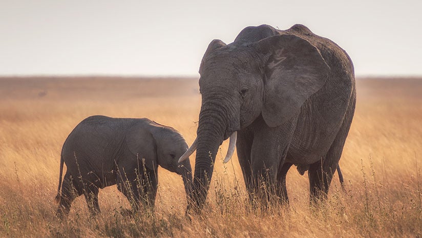 ( Fotos) Un pequeño elefante recibe una sorpresa no grata de su madre