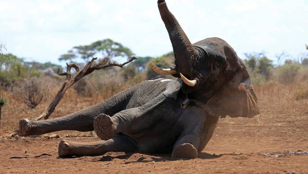 (Video) Manada de elefantes ataca a dos cazadores que mataron a uno de sus integrantes