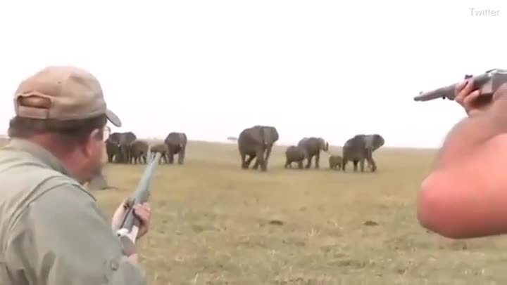 (+Video) ¡Despiadado!  Cazadores disparan a sangre fría contra un elefante en Namibia