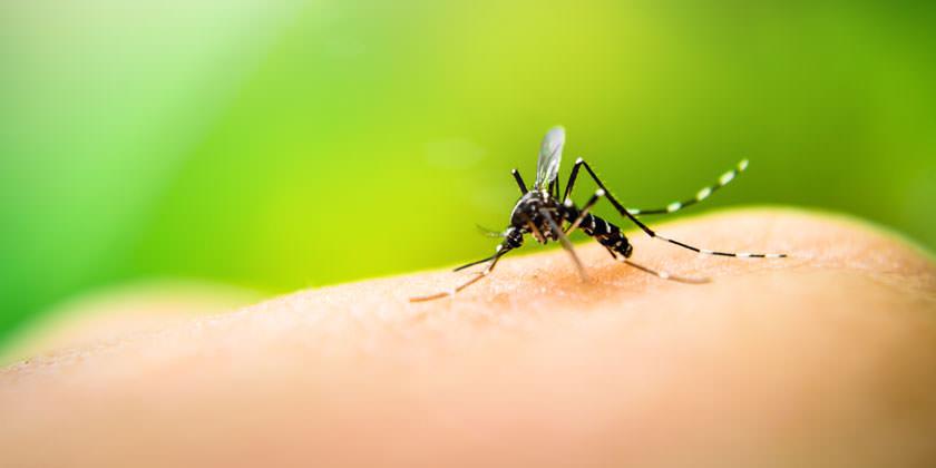 El mosquito transmisor del dengue causa estrago en la India