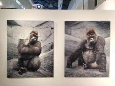 (Fotos) El arte da un grito desesperado en contra del maltrato animal