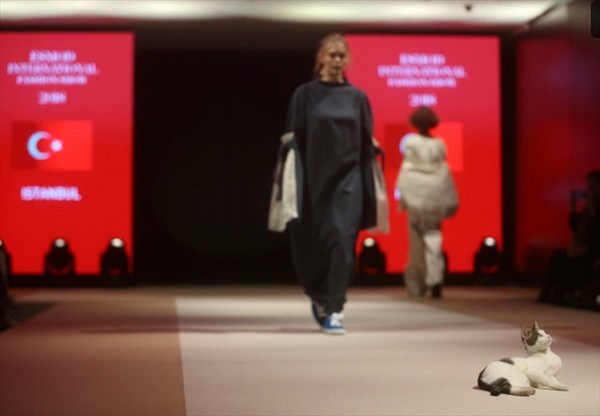 (Video) Un gato callejero se robó el show en un desfile de moda