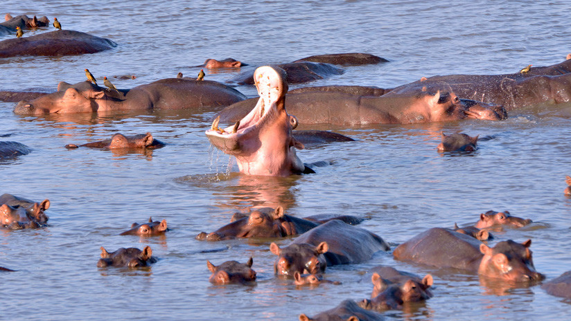 Al menos 2.000 hipopótamos sentenciados a muerte en Zambia